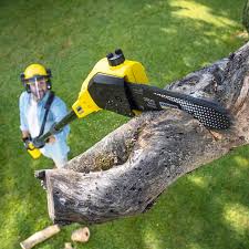 How Our Tree Care Process Works  in  Spring Green, WI