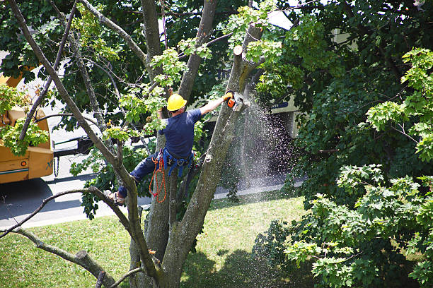 Best Tree and Shrub Care  in Spring Green, WI